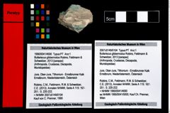 Foto (Objekt + Etikett) von Bullariscus gibbernodus (Robins, Feldmann & Schweitzer, 2013)  (NHMW-GEO-1990-0041-4690)
